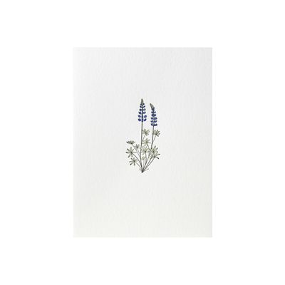 Lupine Wildflower Card