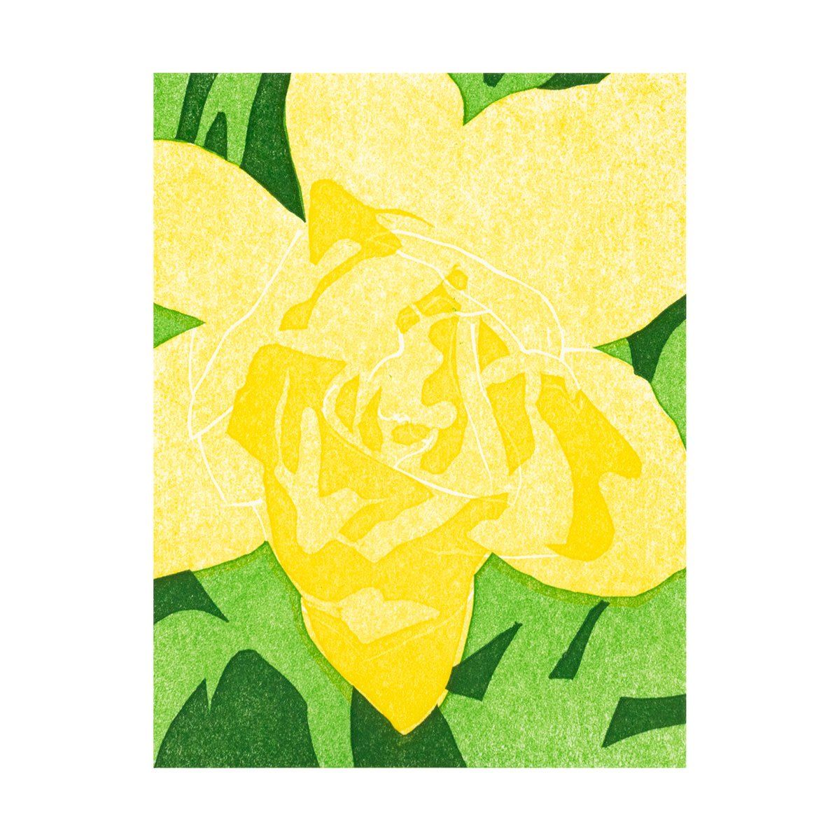 Daffodil Up Close