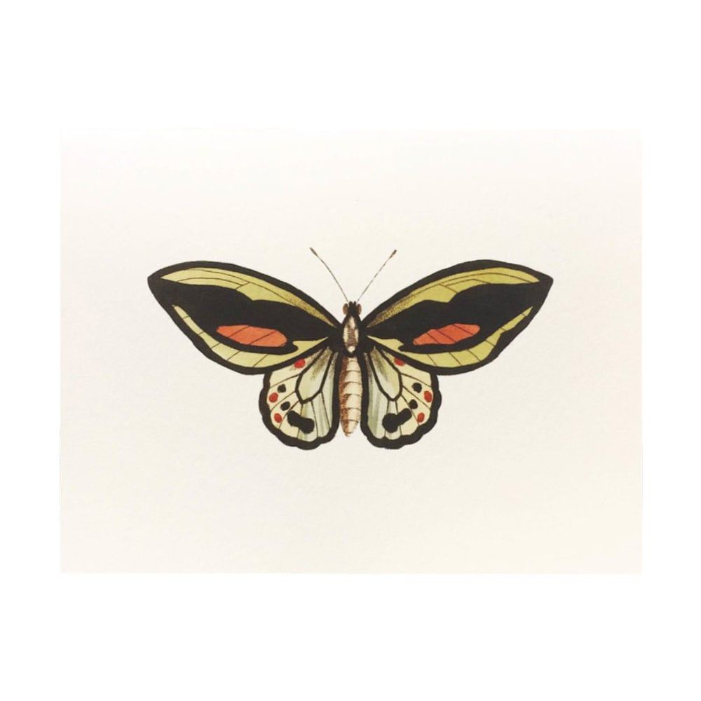 Papillon Exotique Folded Box of 8