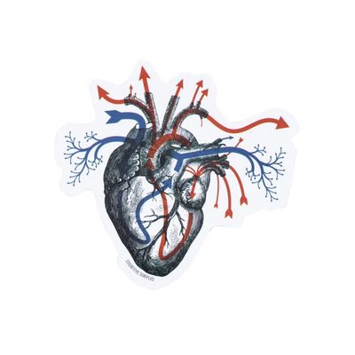 Heart Blood Flow Sticker