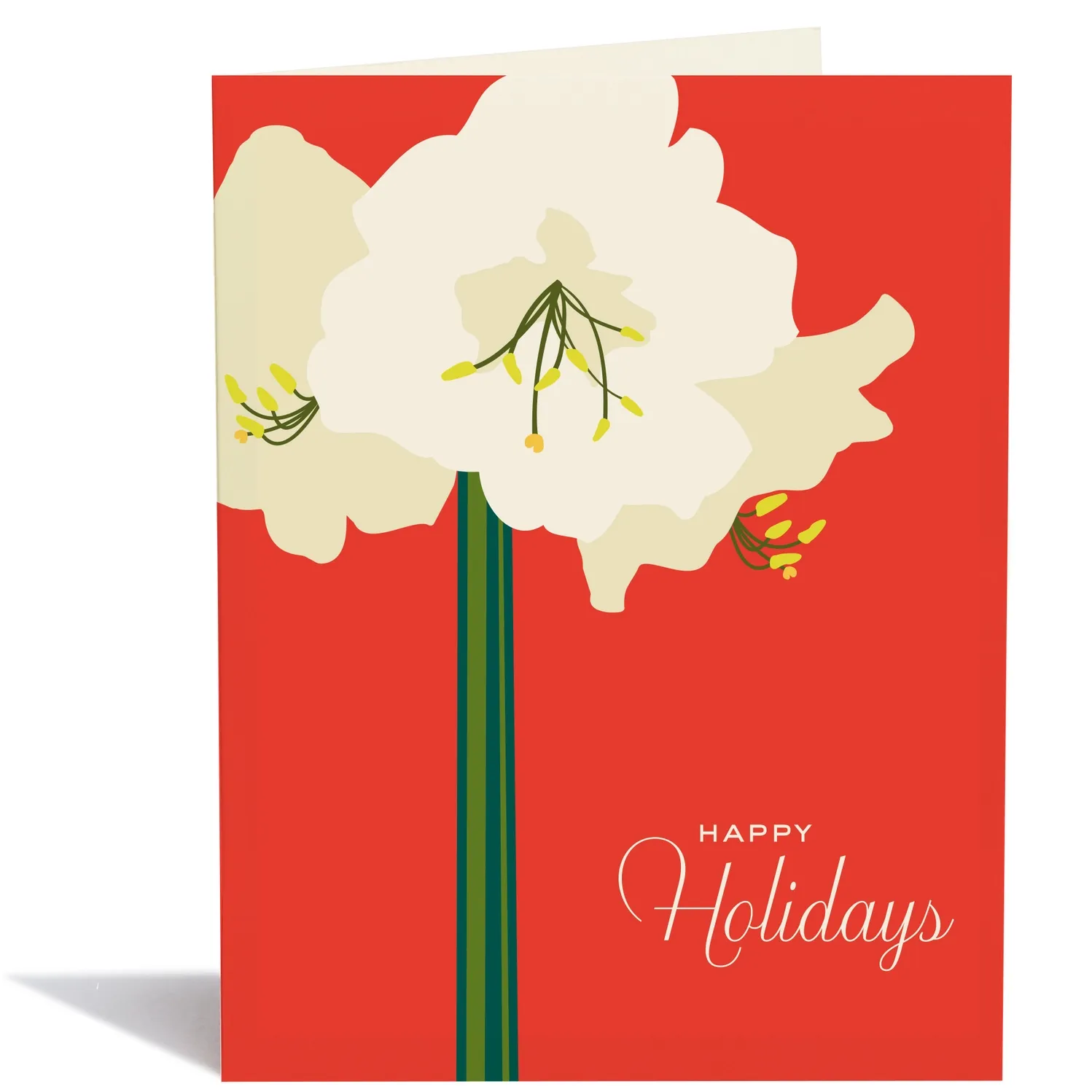 Amaryllis Holiday Cards (box of 10)