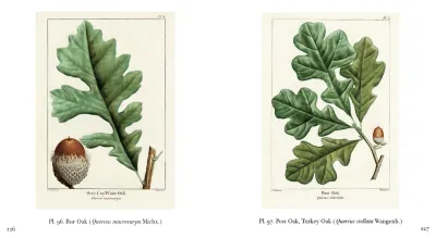 The Trees of North America: Michaux and Redouté's American Masterpiece