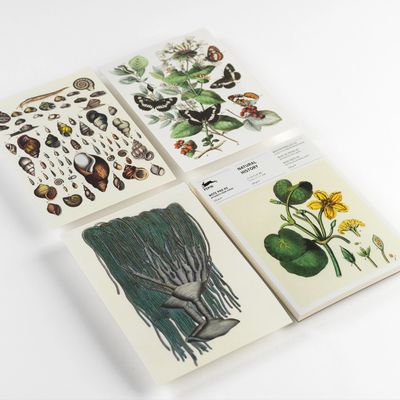 Pepin Press Natural History A5 Writing Pad