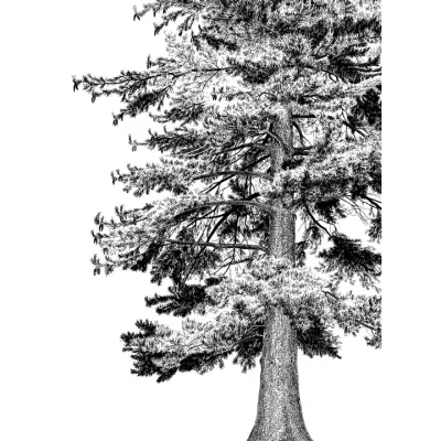 Northwest Trees, Anniversary Edition