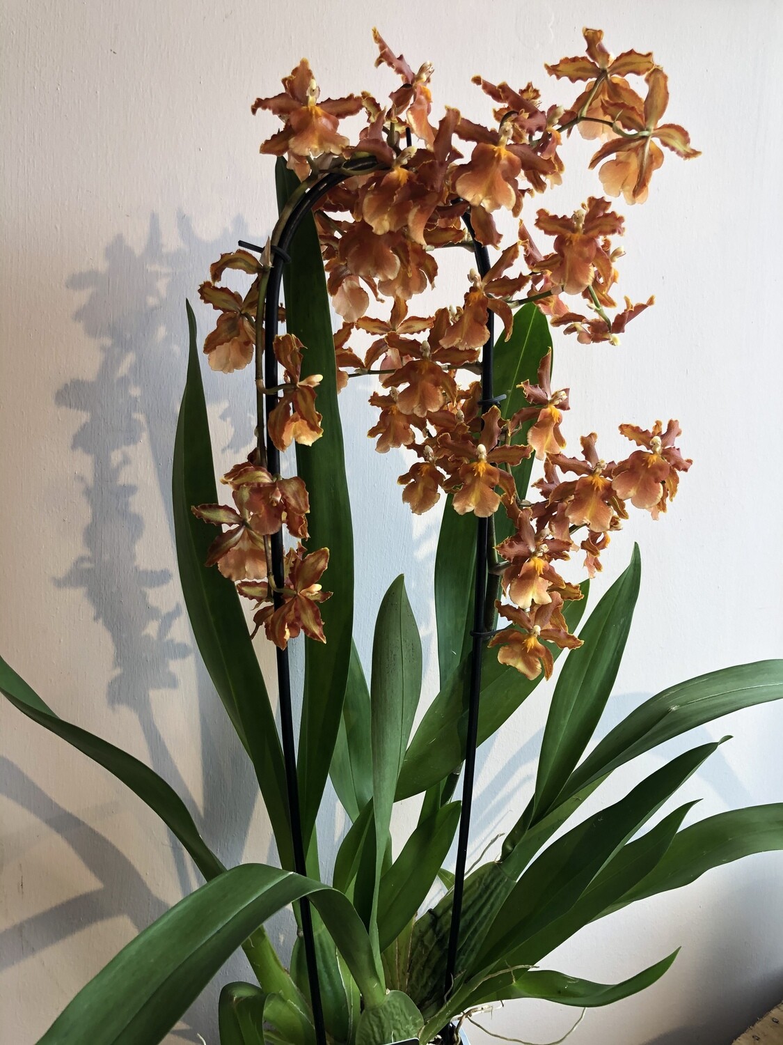 The Long Lasting Gift - Orchid Plant The Long Lasting Gift - Orchid Plant
