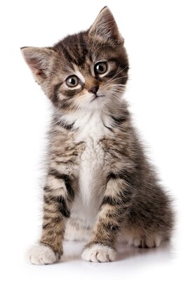 Adult and Kitten Cat Food