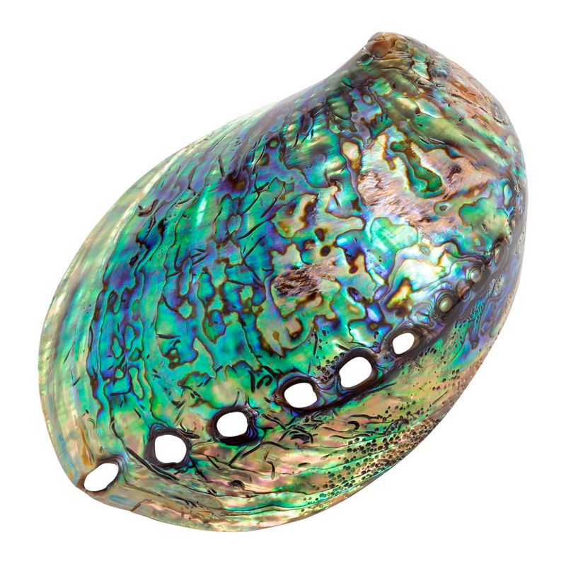 Real Paua Shell