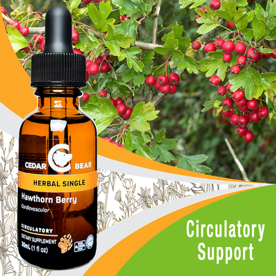 Hawthorn Berry Hawthorn Berry