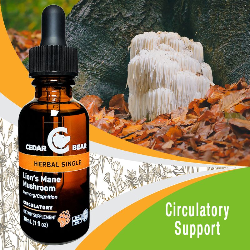 Lion&#39;s Mane Mushroom Glycerite