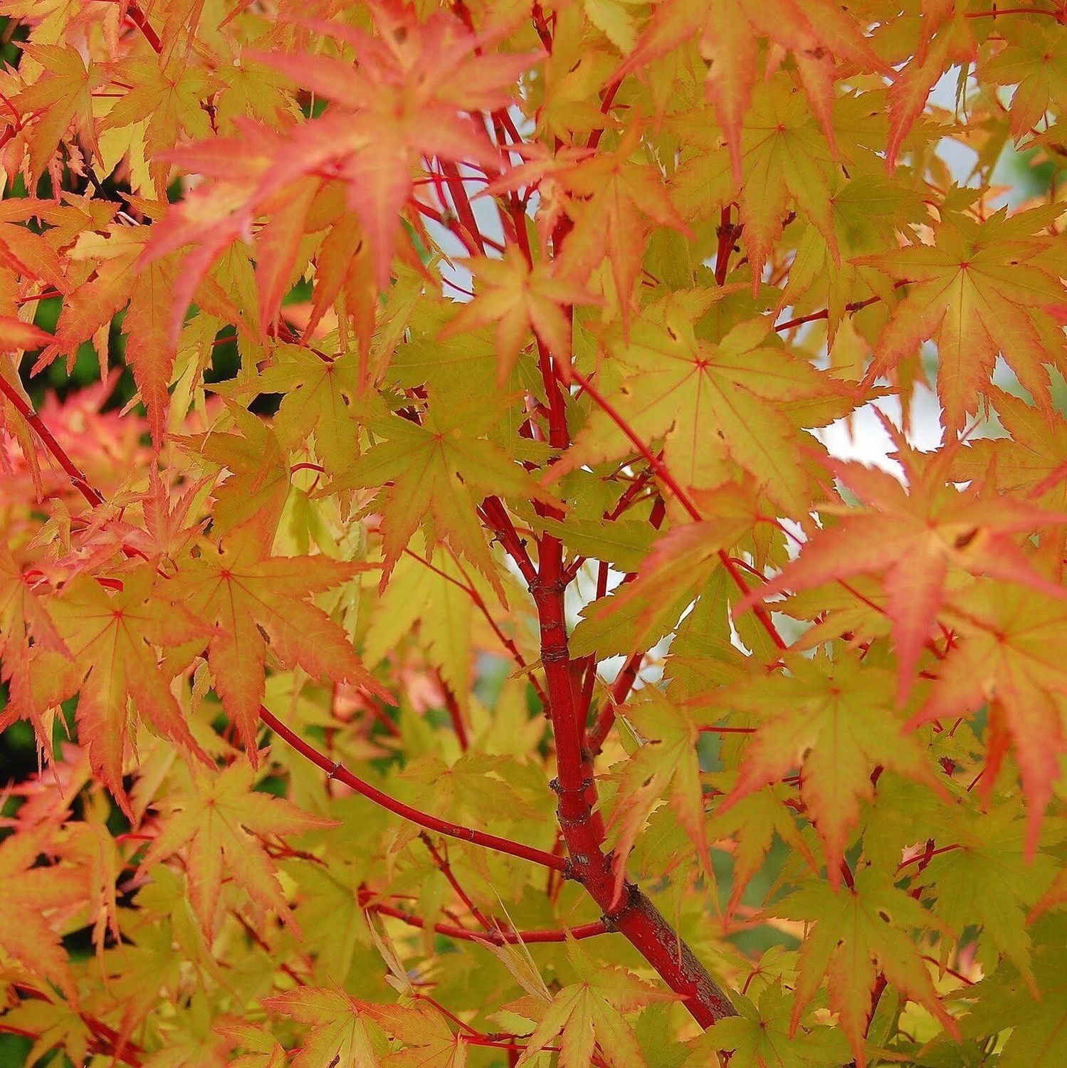 15gal Acer Palmatum (Japanese Maple)