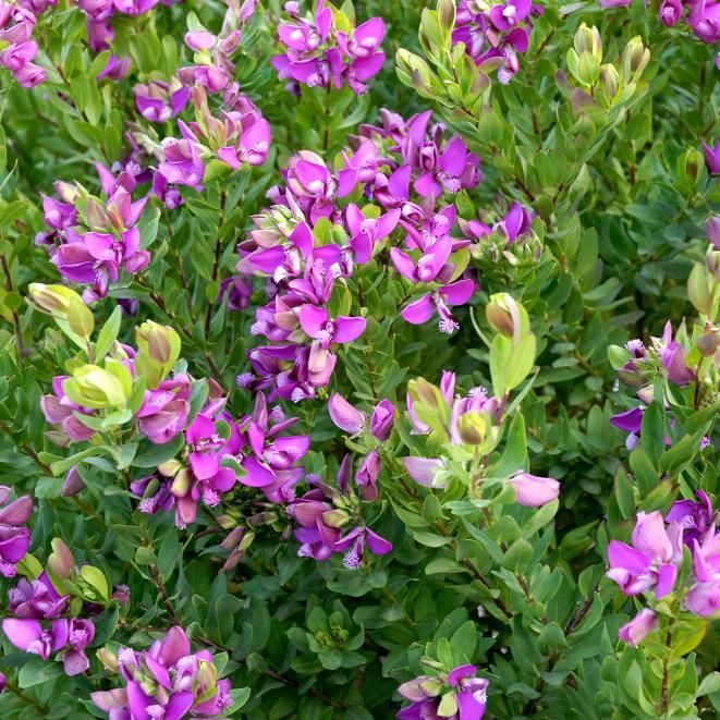 Polygala Myrtifolia