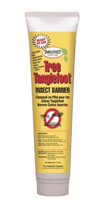Tree Tanglefoot