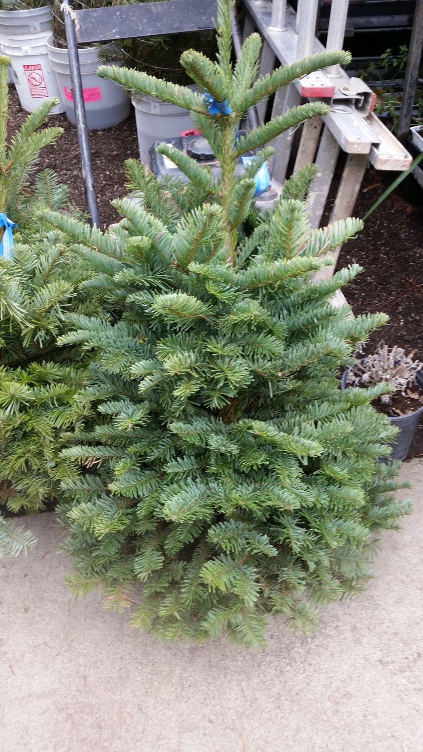 Xmas Trees 2025, Attribute 1: 3/5 Noble