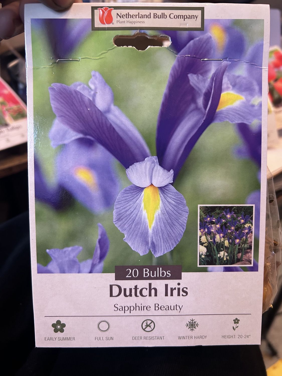 Netherland Bulbs 2025, Size: Dutch Iris