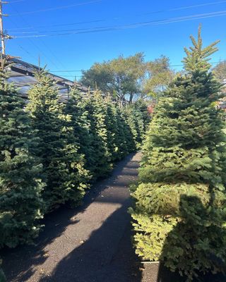 Christmas Trees