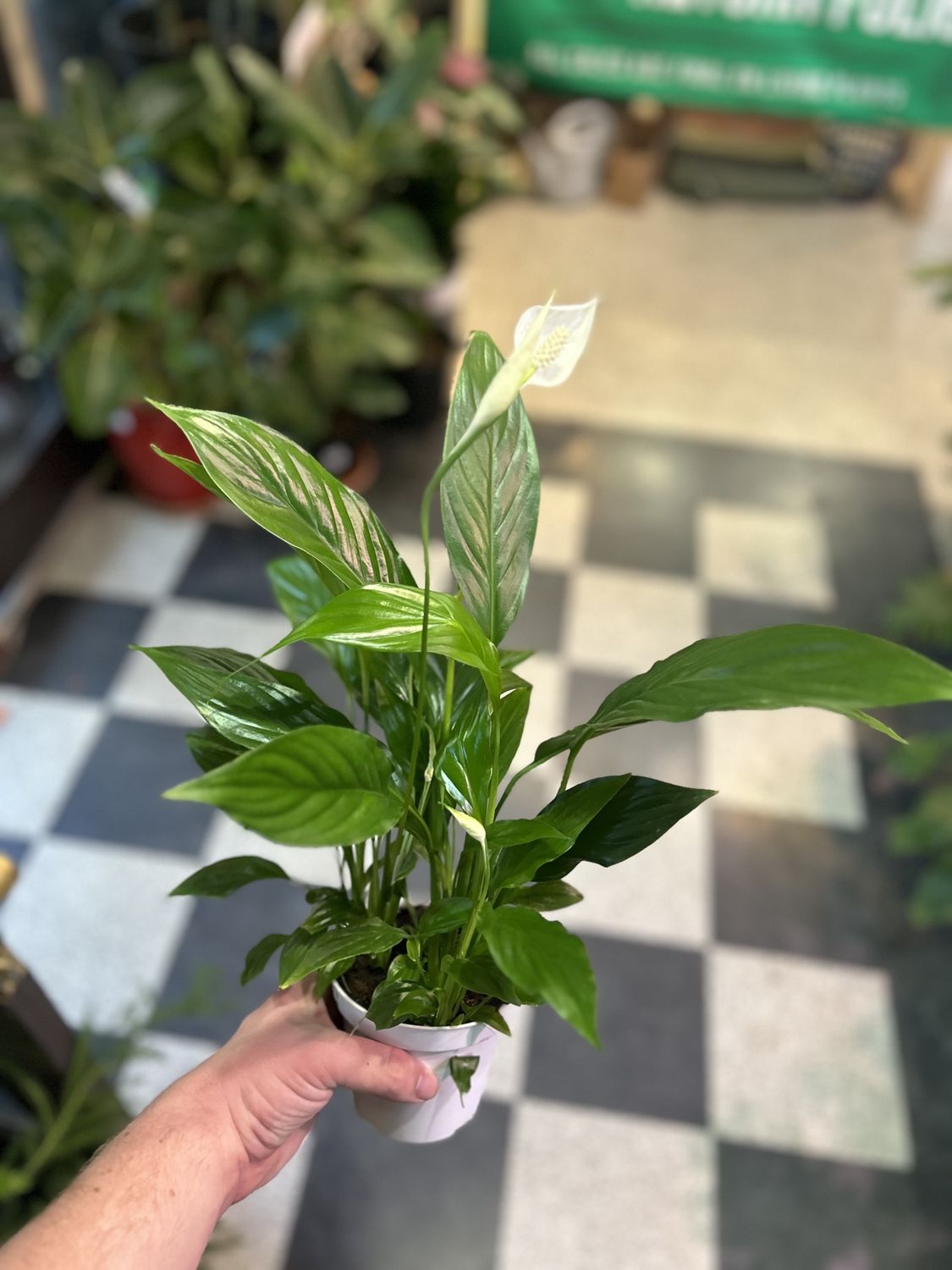 Peace Lily (Spathiphyllum)