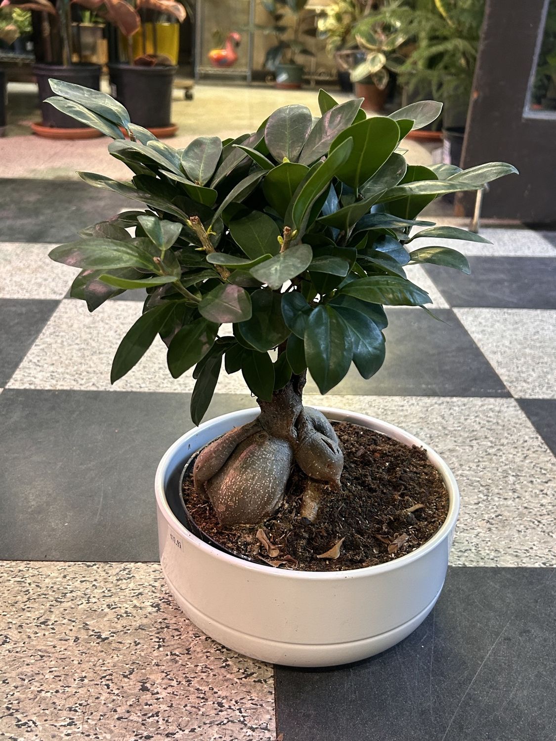 Ficus