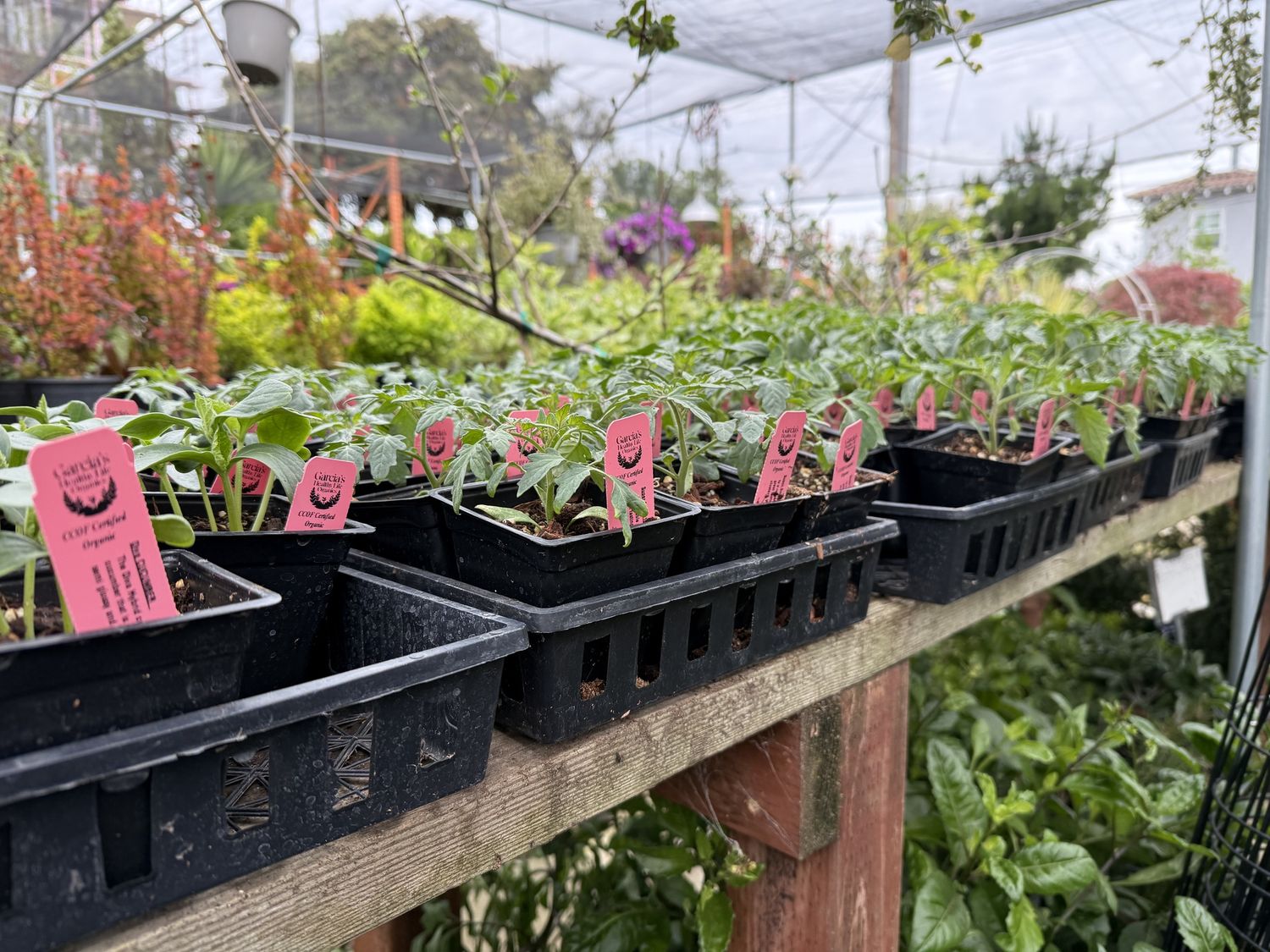Garcia's 3.5" Organic Veggies