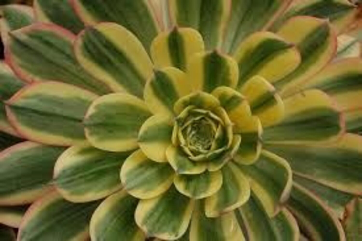 4in Aeonium 'Sunburst'