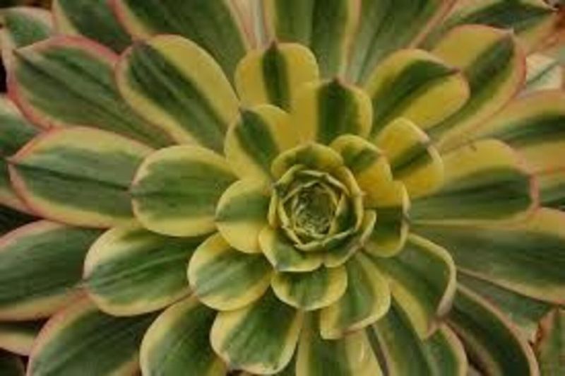 4in Aeonium 'Sunburst'