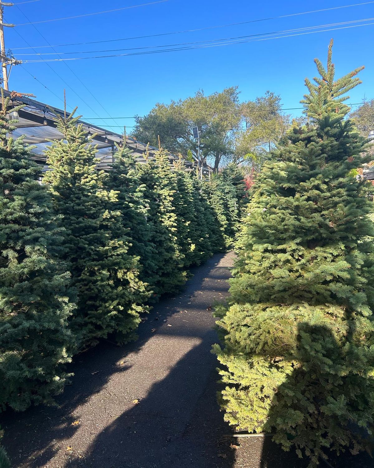 Xmas Trees 2026