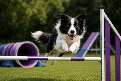 Toestellen Agility