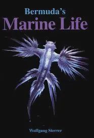 Bermuda's Marine Life