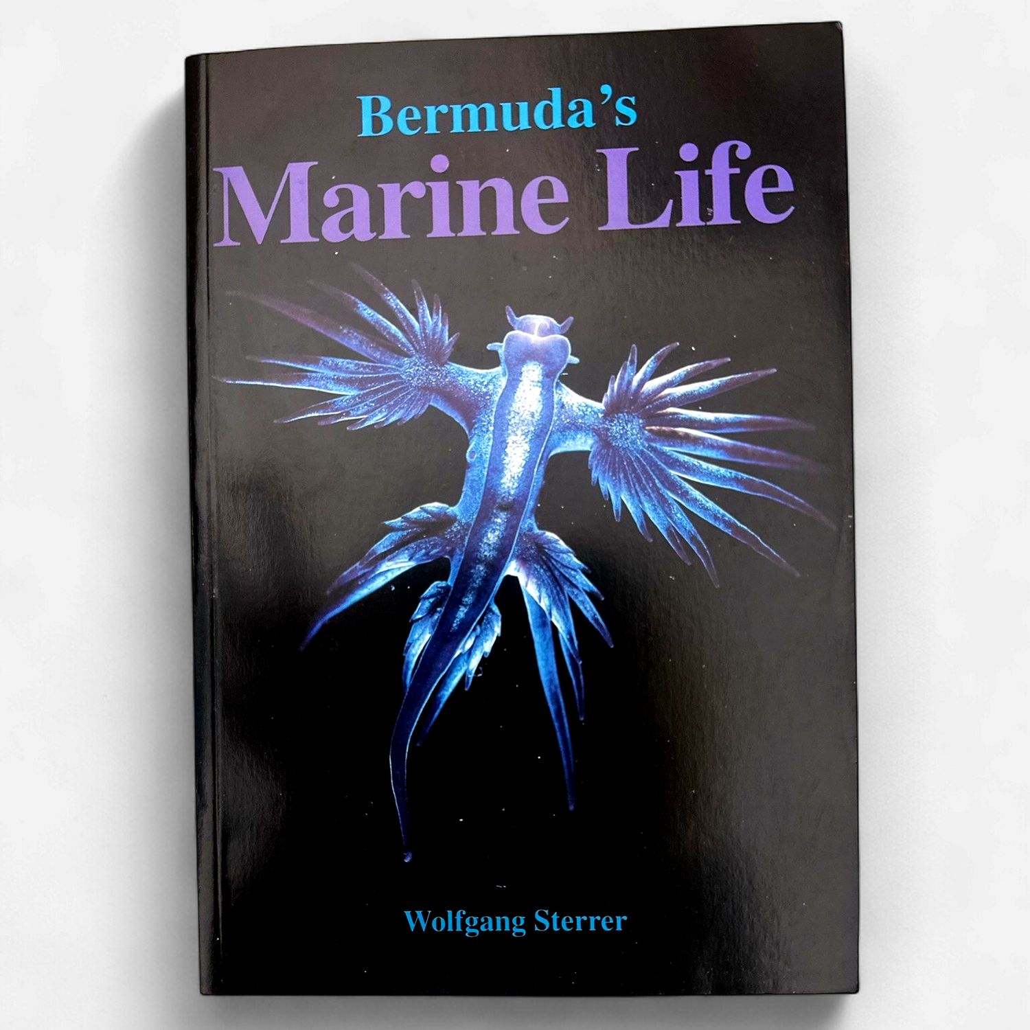 Bermuda's Marine Life