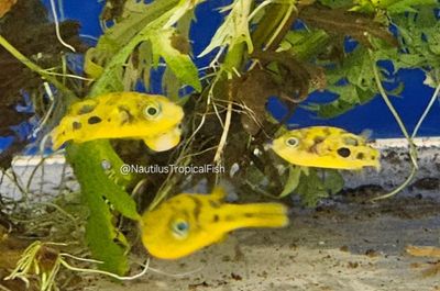 Pea Puffer