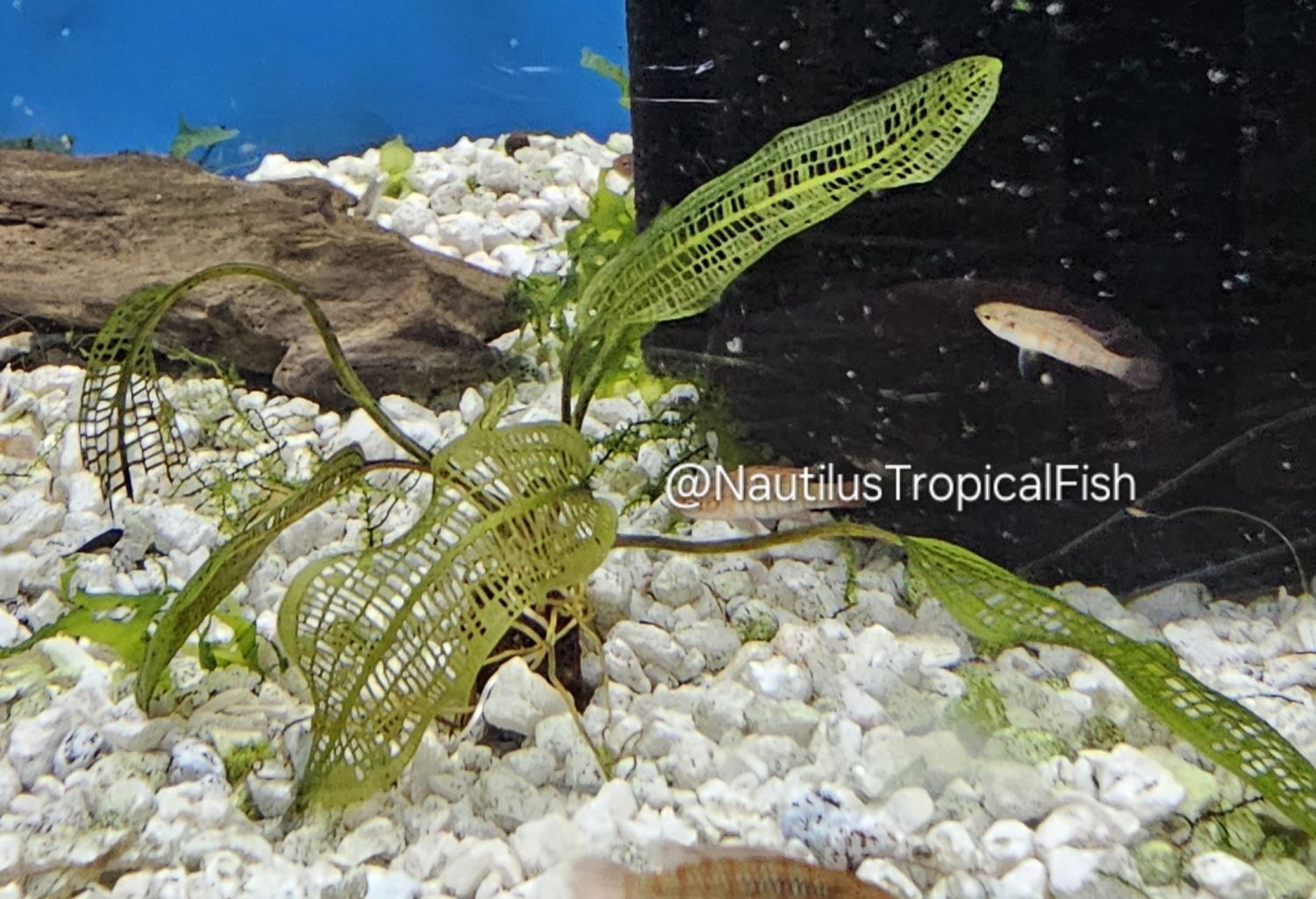 Madagascar Lace Plant