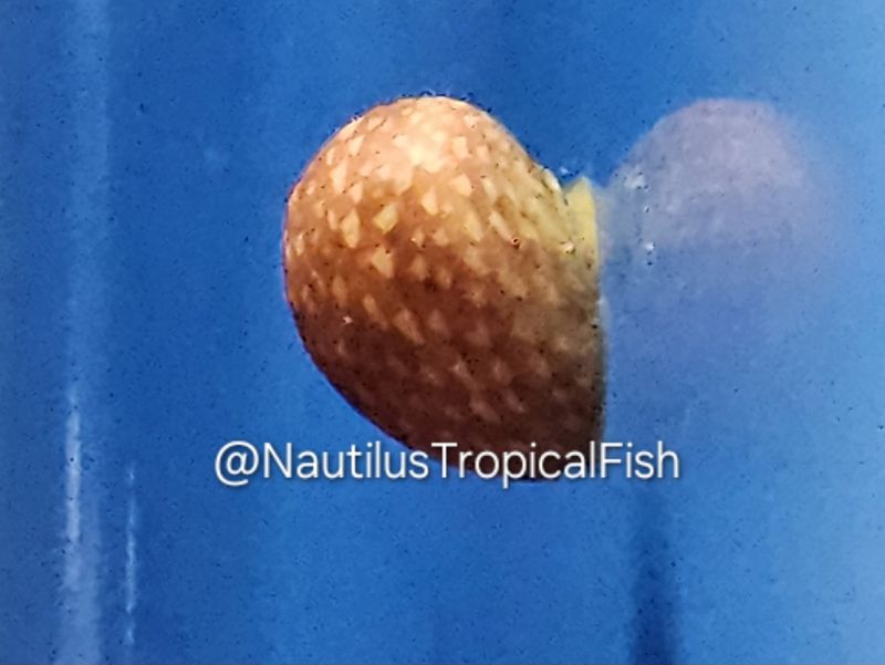 Red Batik/Pink lady nerite Snail