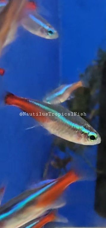 Neon Tetra