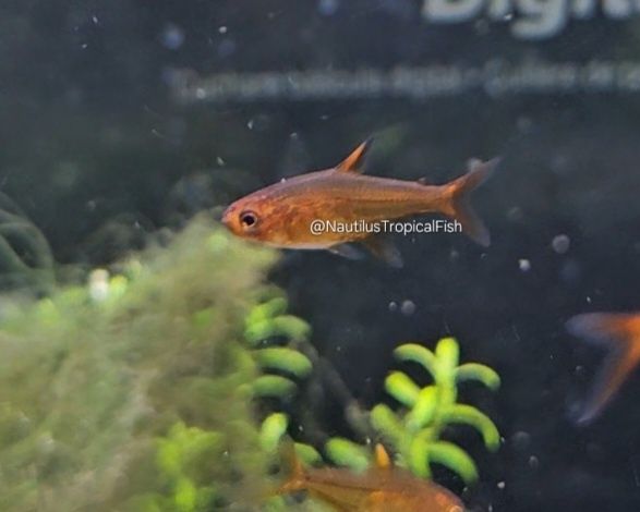 Ember Tetra