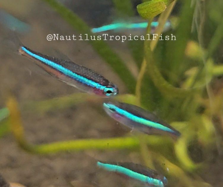 Green Neon Tetra