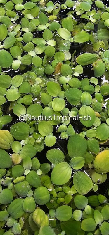 Dwarf Water Lettuce