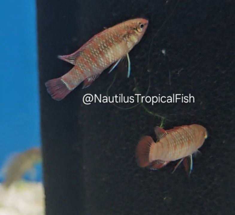 Scarlet Badis