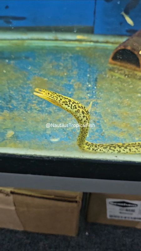 Tiger Moray Eel (Gymnothorax polyuranodon)