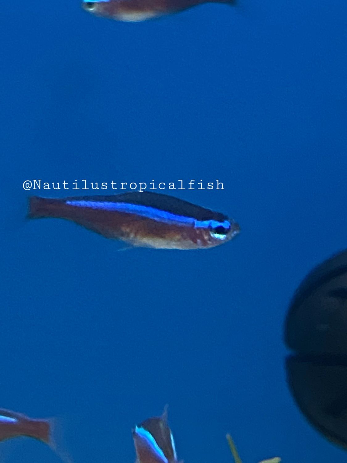 Cardinal Tetra