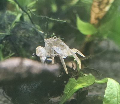 Pom Pom Crab