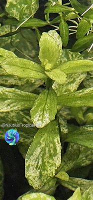 Bacopa monnieri Variegatus