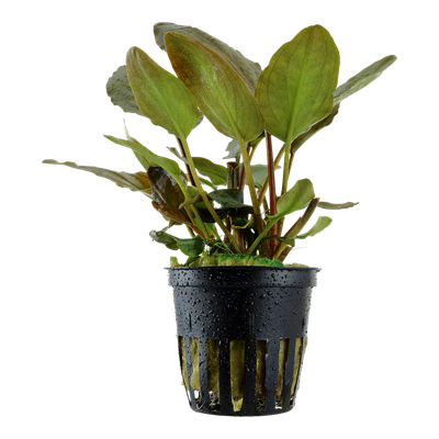 Lagenandra Meeboldii &#39;Red&#39; Potted