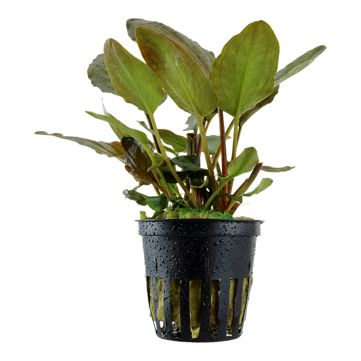 Lagenandra Meeboldii 'Red' Potted