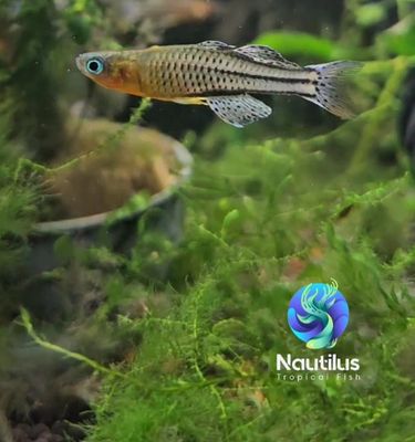 Aru II Gertrude’s Spotted Blue Eye Rainbowfish (Pseudomugil gertrudae)