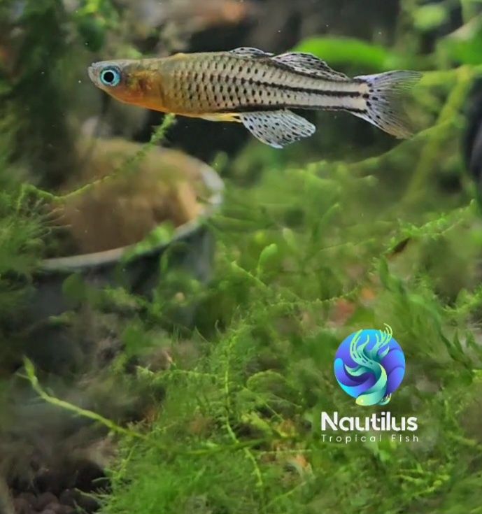 Aru II Gertrude’s Spotted Blue Eye Rainbowfish (Pseudomugil gertrudae)