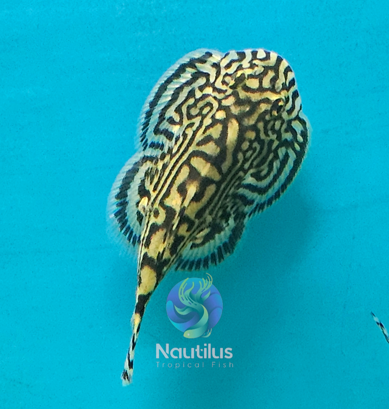 HILLSTREAM RETICULATED / GOLD RING LOACH Sewelia lineolata