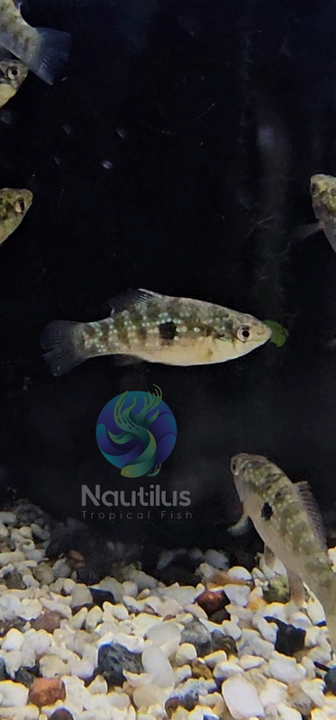 American Flagfish
