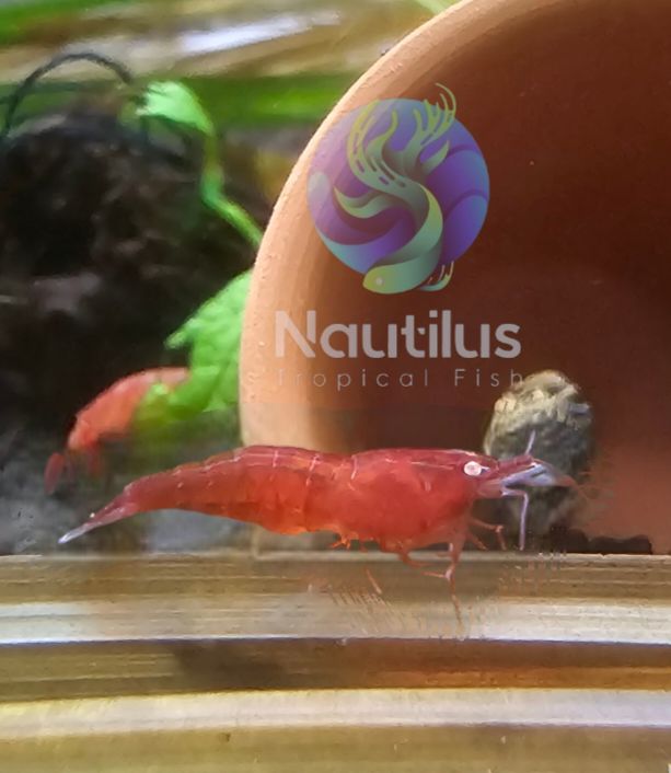 Bloody Mary Orange Eye Neocaridina