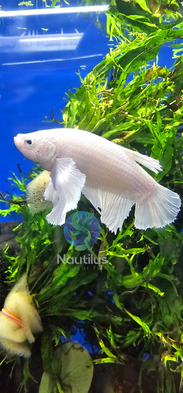 Giant dumbo male betta