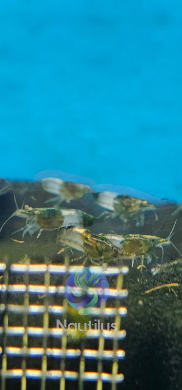 green rilli shrimp