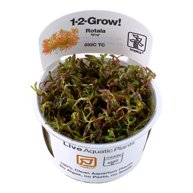 Rotala rotundifolia &#39;H&#39;ra&#39; TC